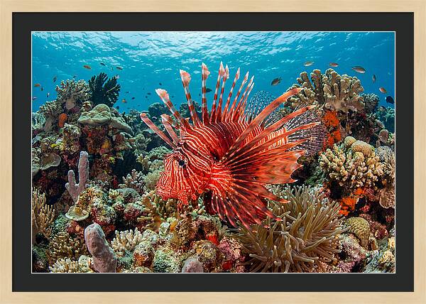 Vibrant Lionfish Among Coral
