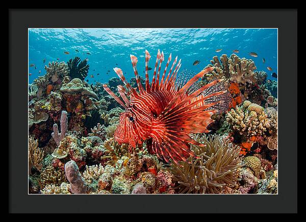 Vibrant Lionfish Among Coral