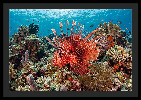 Vibrant Lionfish Among Coral