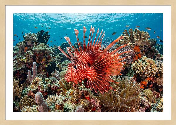 Vibrant Lionfish Among Coral