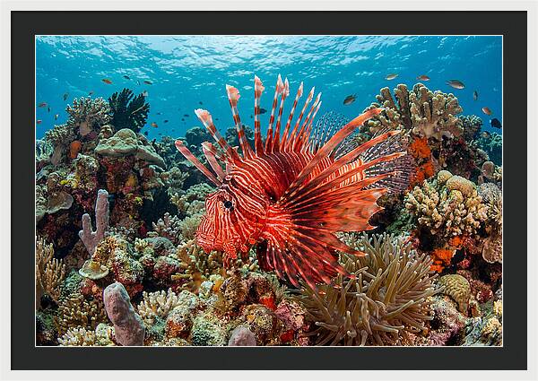 Vibrant Lionfish Among Coral