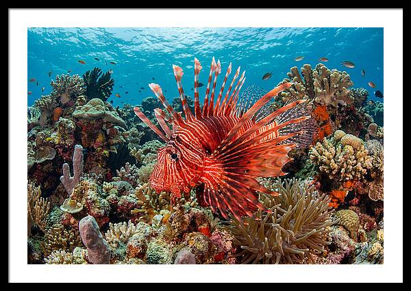 Vibrant Lionfish Among Coral