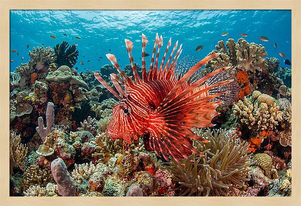 Vibrant Lionfish Among Coral