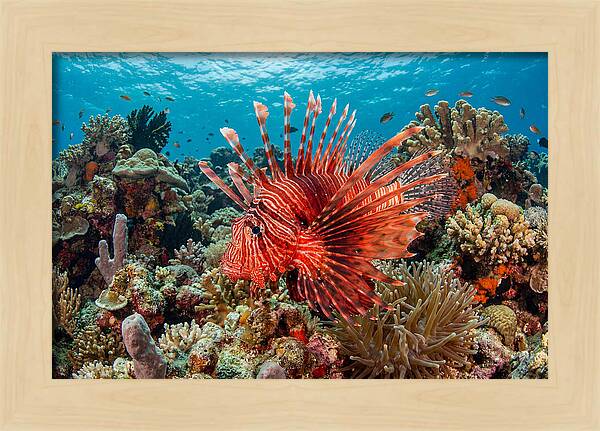 Vibrant Lionfish Among Coral