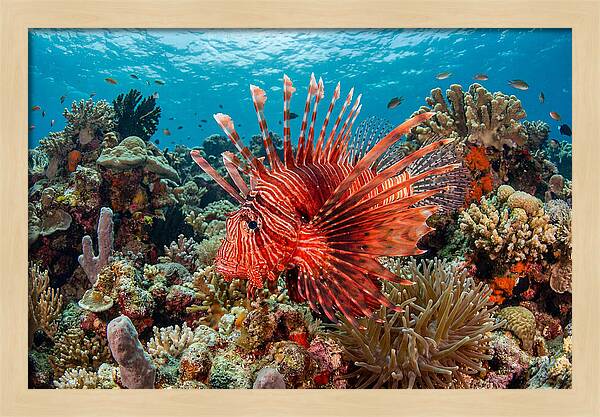 Vibrant Lionfish Among Coral