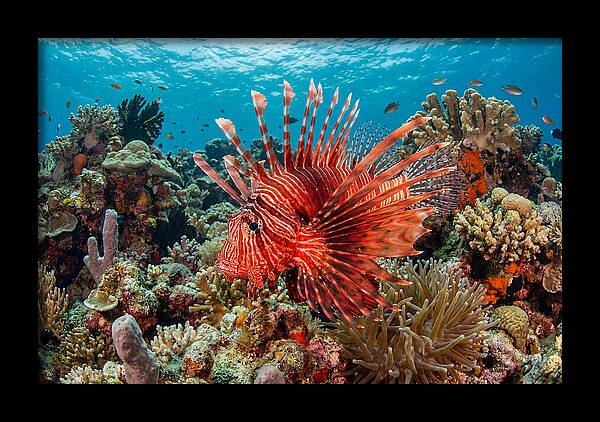 Vibrant Lionfish Among Coral