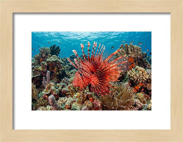 Vibrant Lionfish Among Coral