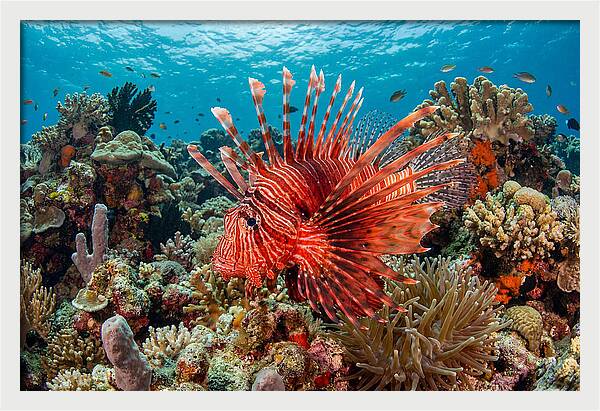 Vibrant Lionfish Among Coral