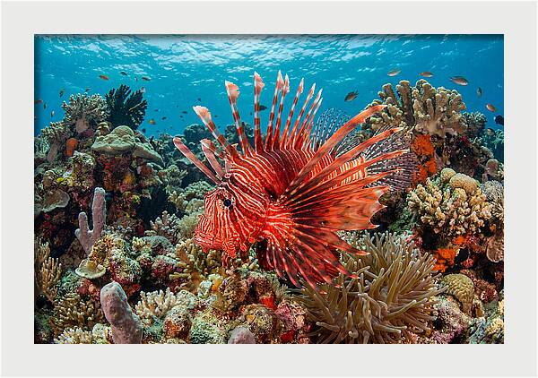 Vibrant Lionfish Among Coral