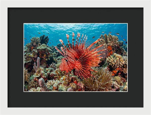 Vibrant Lionfish Among Coral