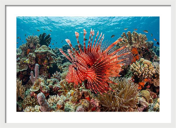 Vibrant Lionfish Among Coral