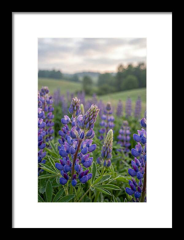 Vibrant Lupine Blooms In New Zealand