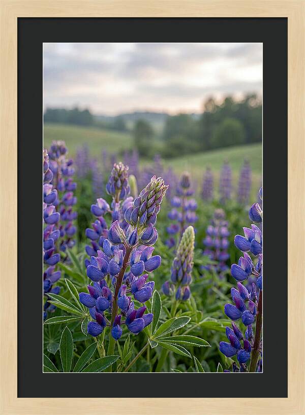 Vibrant Lupine Blooms In New Zealand