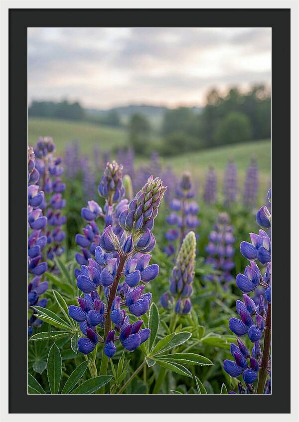 Vibrant Lupine Blooms In New Zealand
