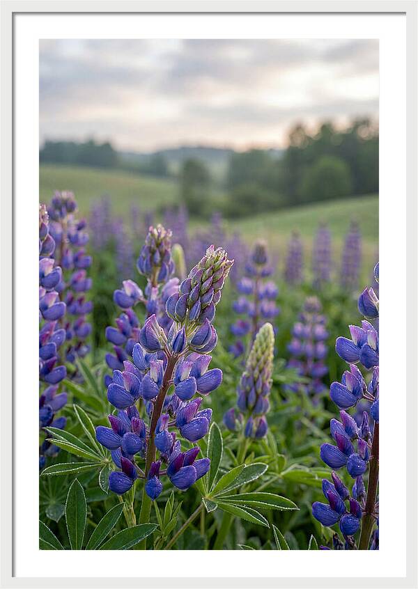Vibrant Lupine Blooms In New Zealand