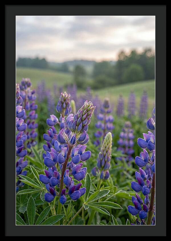 Vibrant Lupine Blooms In New Zealand