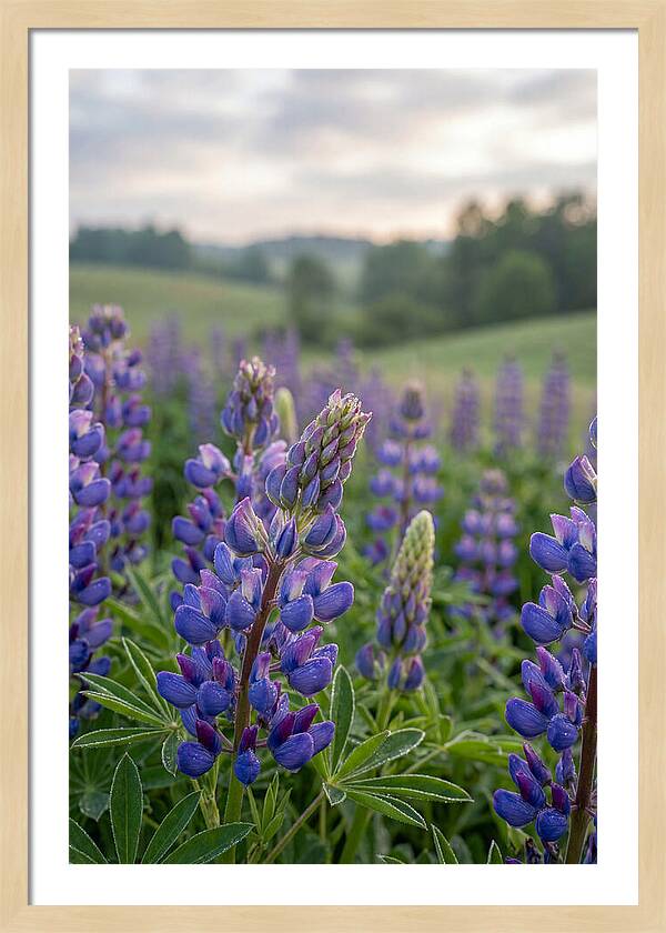 Vibrant Lupine Blooms In New Zealand