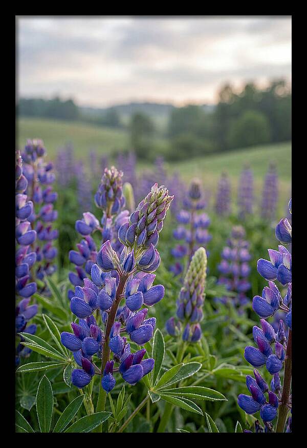 Vibrant Lupine Blooms In New Zealand