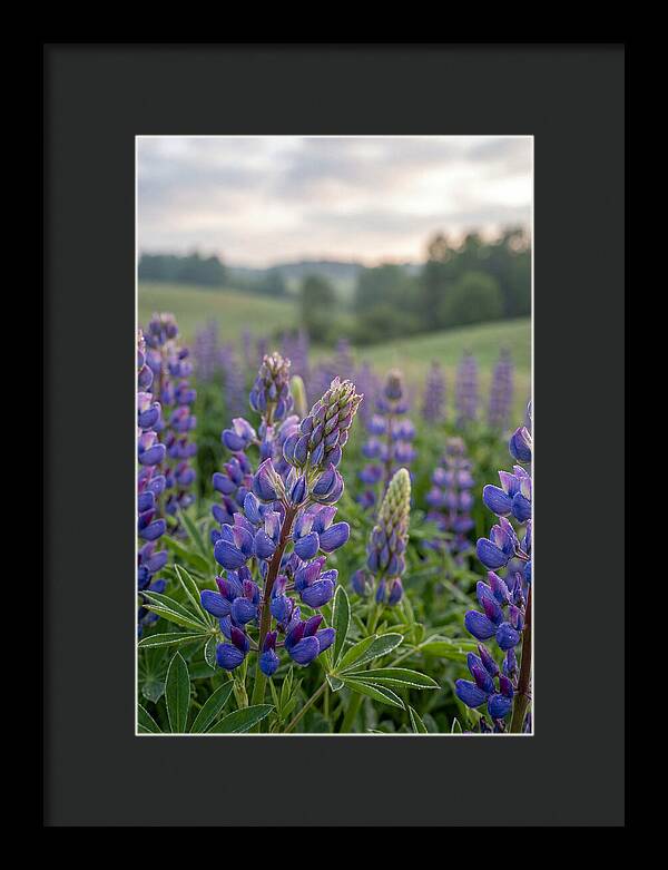 Vibrant Lupine Blooms In New Zealand