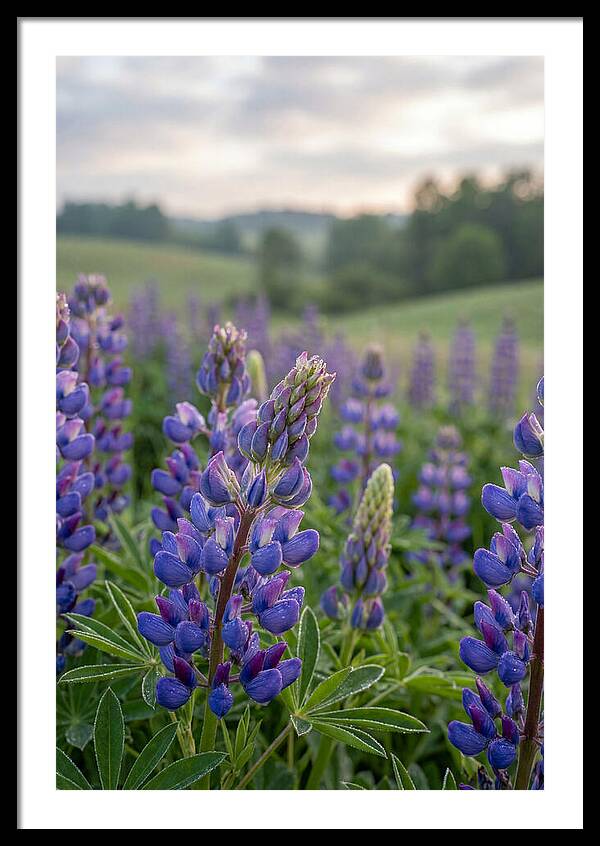 Vibrant Lupine Blooms In New Zealand