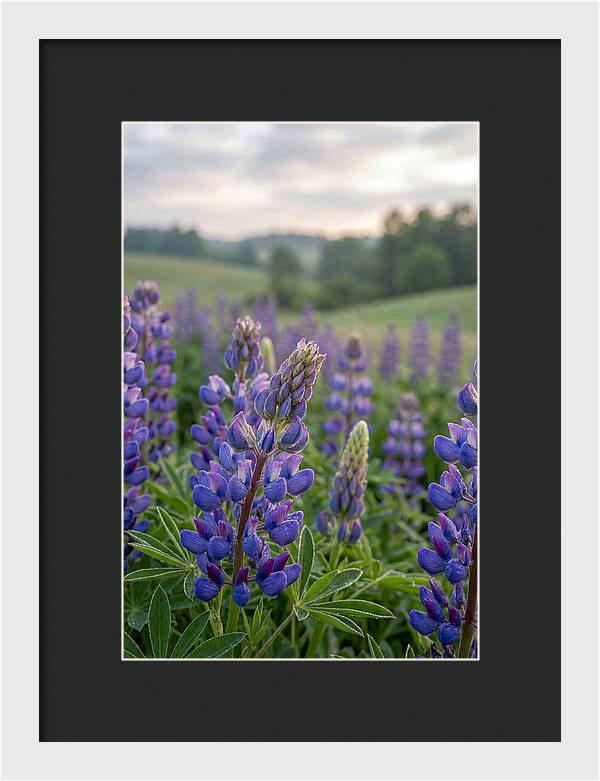 Vibrant Lupine Blooms In New Zealand