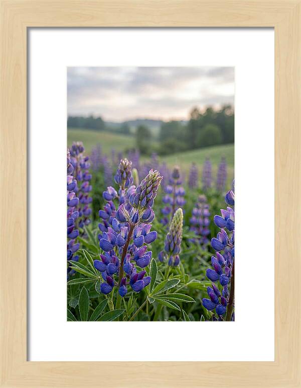 Vibrant Lupine Blooms In New Zealand