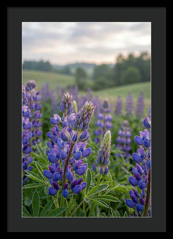 Vibrant Lupine Blooms In New Zealand