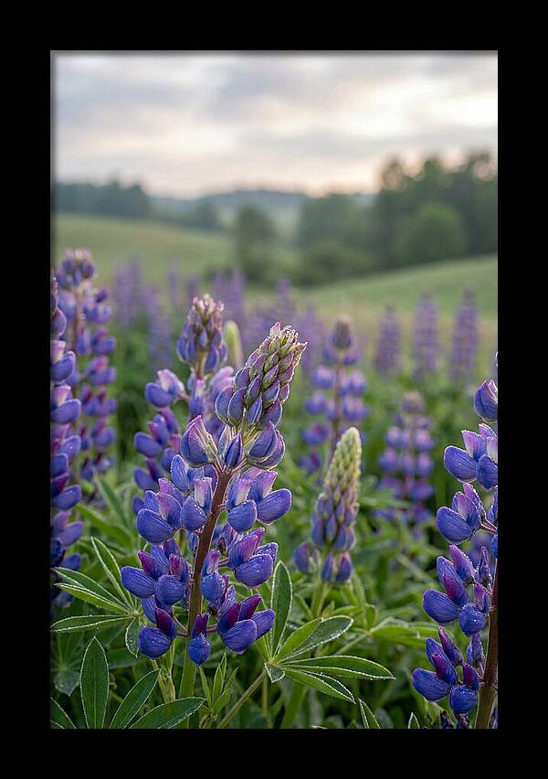Vibrant Lupine Blooms In New Zealand