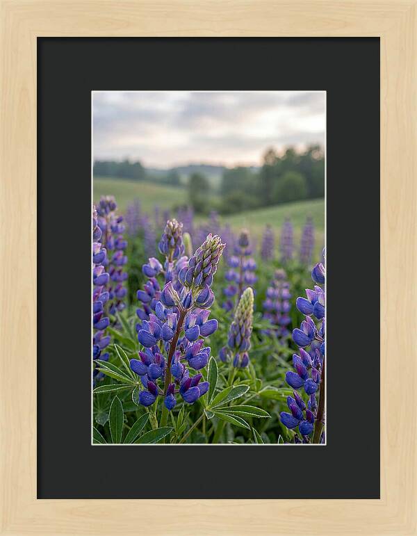 Vibrant Lupine Blooms In New Zealand