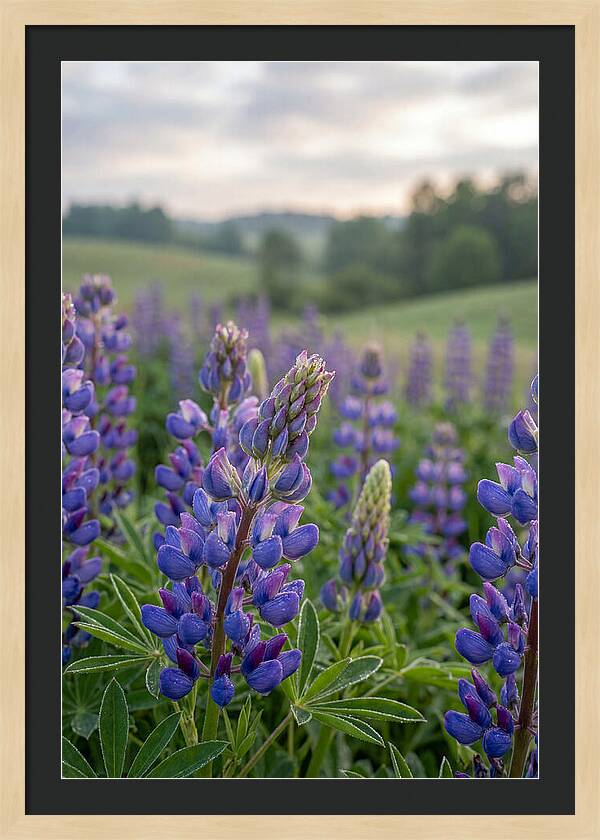 Vibrant Lupine Blooms In New Zealand