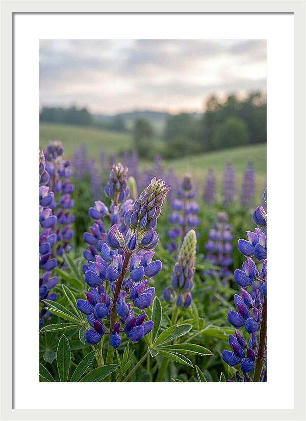 Vibrant Lupine Blooms In New Zealand