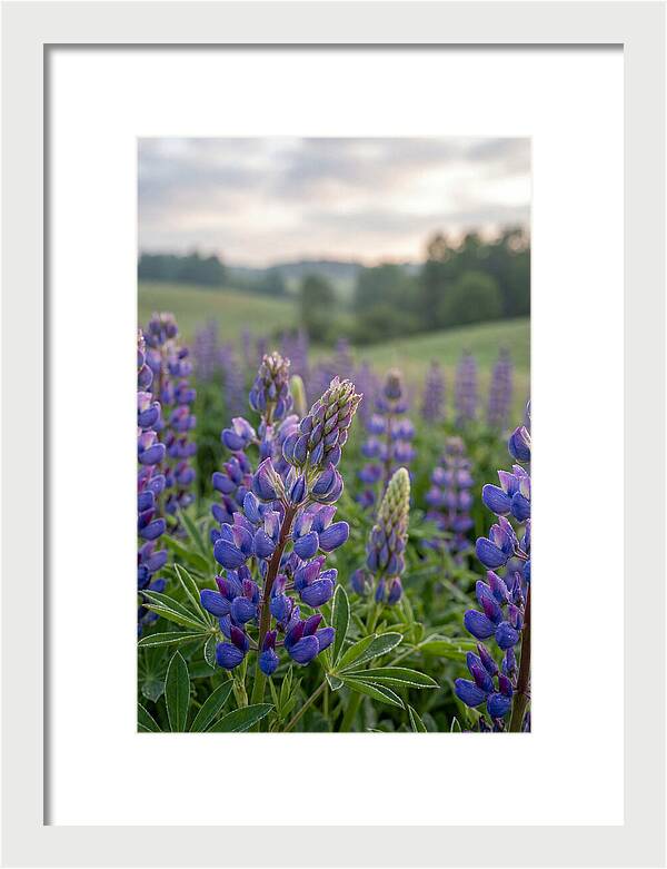 Vibrant Lupine Blooms In New Zealand