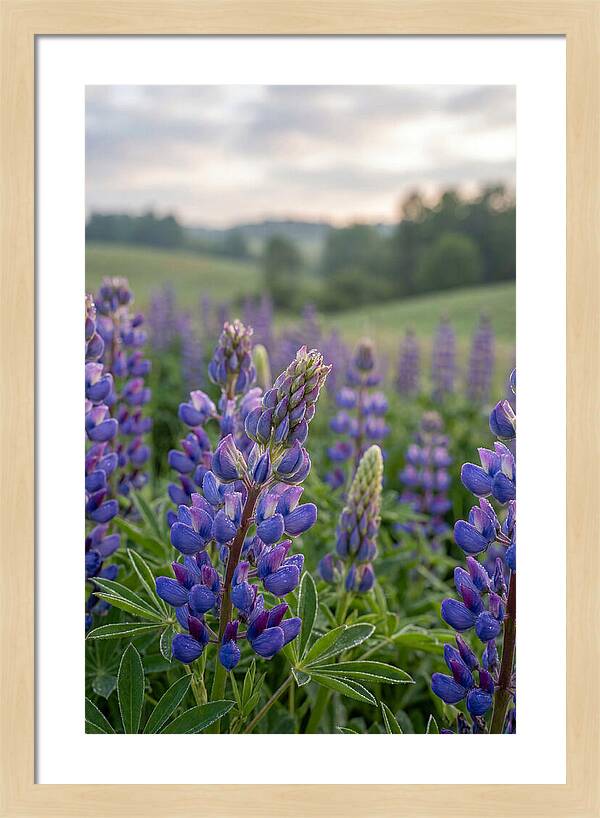 Vibrant Lupine Blooms In New Zealand