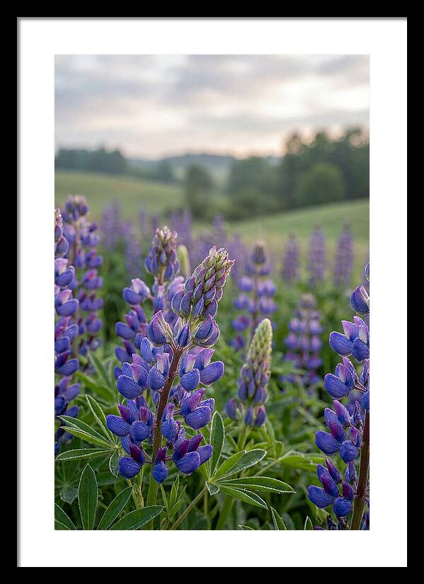 Vibrant Lupine Blooms In New Zealand