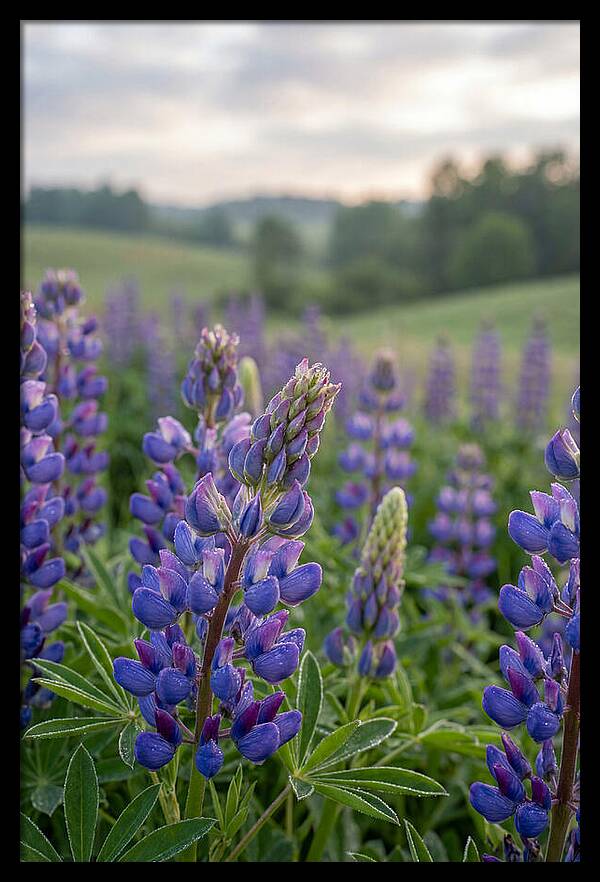 Vibrant Lupine Blooms In New Zealand
