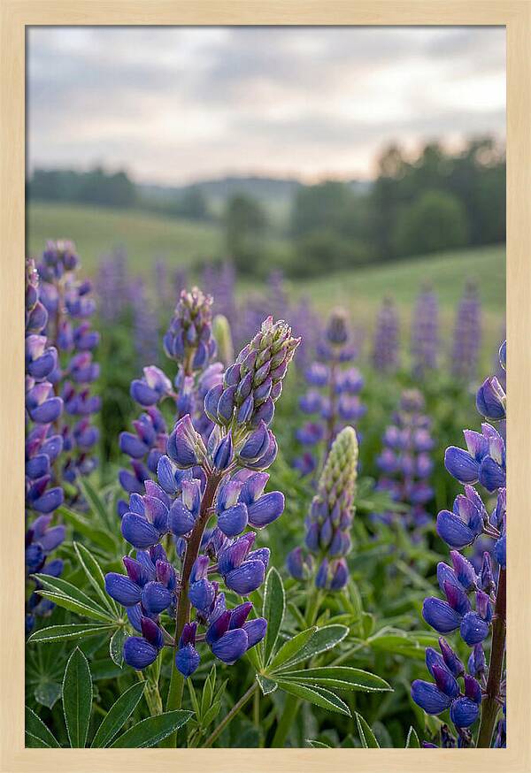 Vibrant Lupine Blooms In New Zealand