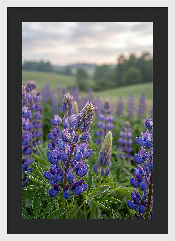 Vibrant Lupine Blooms In New Zealand