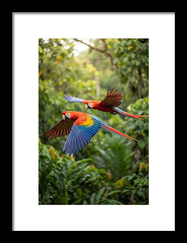 Vibrant Macaws Soaring Together