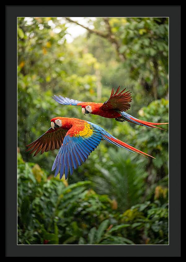 Vibrant Macaws Soaring Together