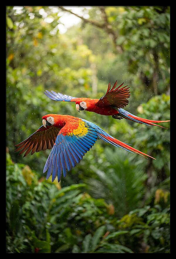 Vibrant Macaws Soaring Together