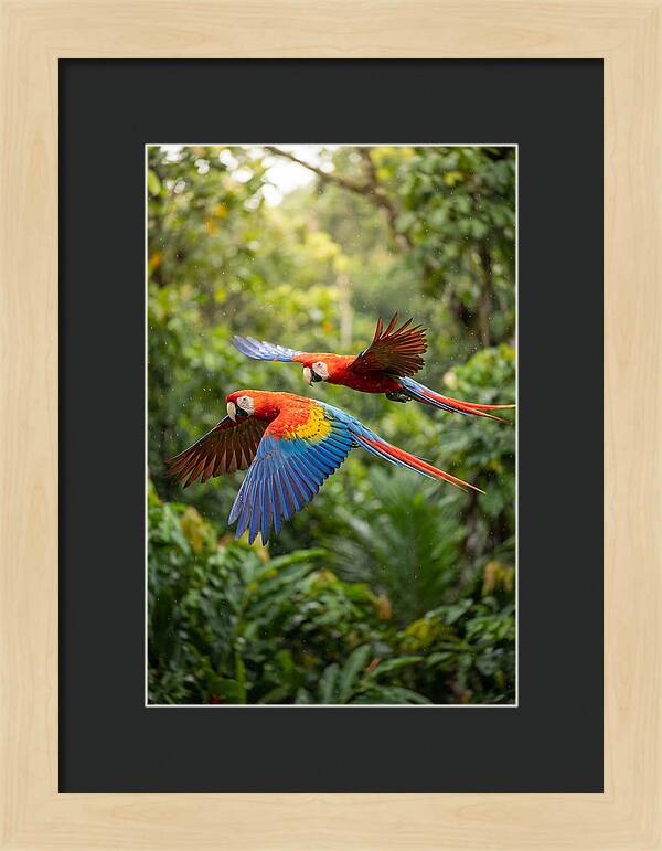 Vibrant Macaws Soaring Together