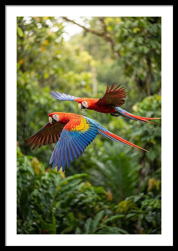 Vibrant Macaws Soaring Together