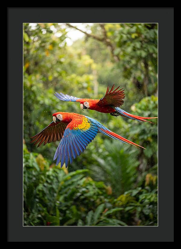 Vibrant Macaws Soaring Together