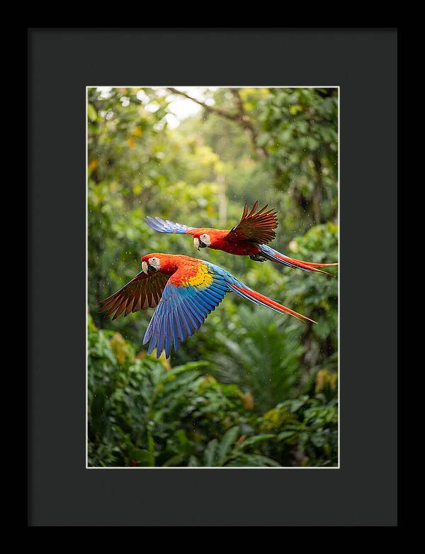 Vibrant Macaws Soaring Together