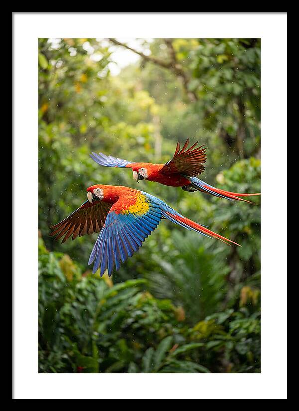 Vibrant Macaws Soaring Together