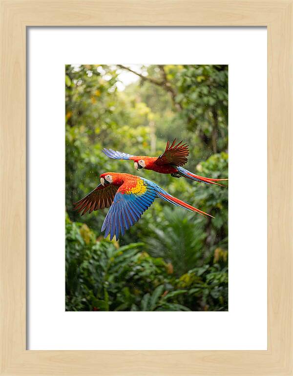 Vibrant Macaws Soaring Together