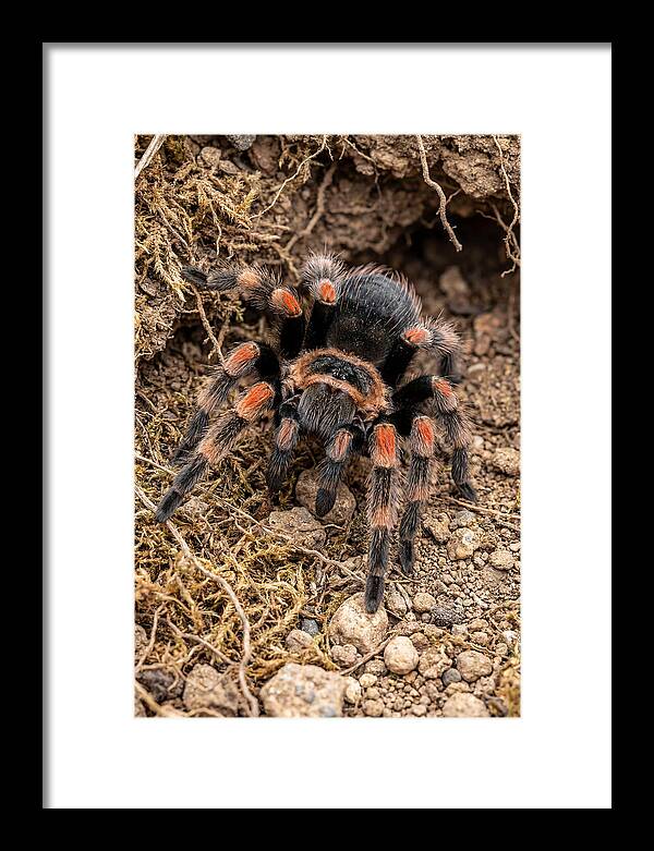 Vibrant Mexican Red Knee Tarantula