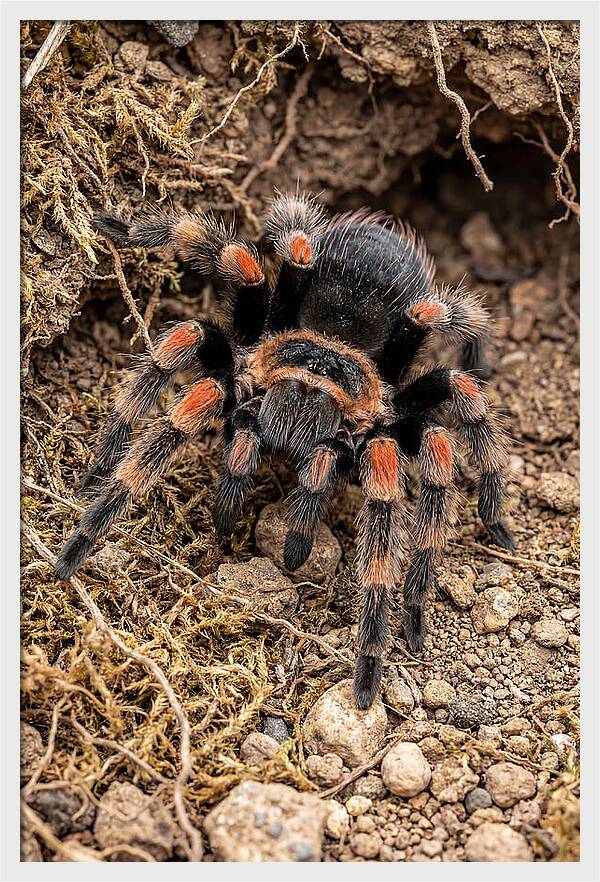 Vibrant Mexican Red Knee Tarantula