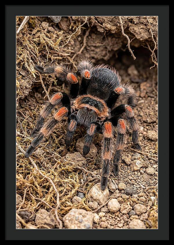 Vibrant Mexican Red Knee Tarantula