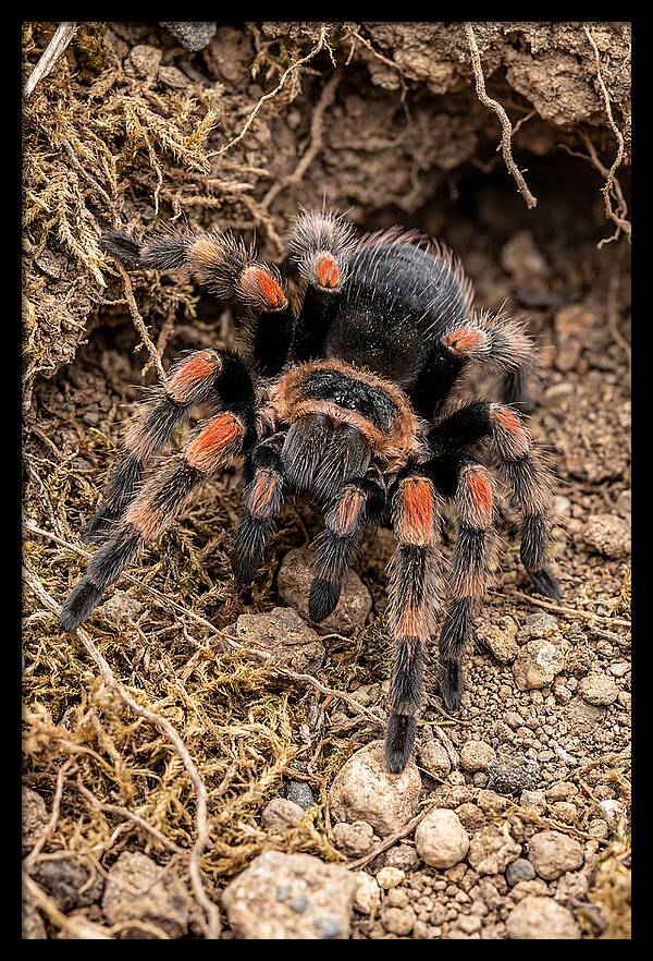 Vibrant Mexican Red Knee Tarantula